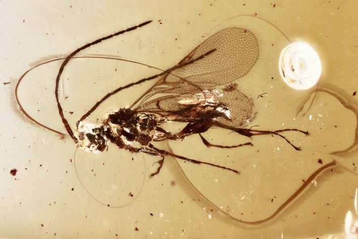 Detailed Fossil Wasp (Ismaridae) In Baltic Amber - Rare! #346575